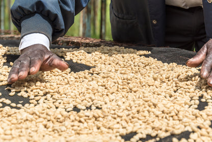 Karatina Kieni AA - Washed - Kenya (Filter Roast)