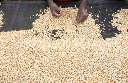 Ngaari Mwangi AA - Washed - Kenya (Filter Roast)