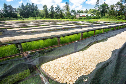 Ngaari Mwangi AA - Washed - Kenya (Filter Roast)