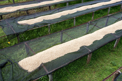 Ngaari Mwangi AA - Washed - Kenya (Filter Roast)