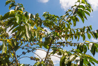 Ngaari Mwangi AA - Washed - Kenya (Filter Roast)