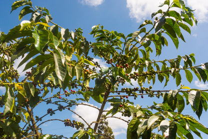 Karatina Kieni AA - Washed - Kenya (Filter Roast)