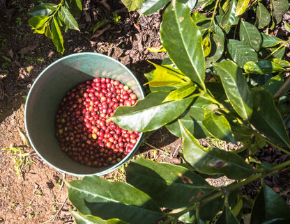 Karatina Kieni AA - Washed - Kenya (Filter Roast)