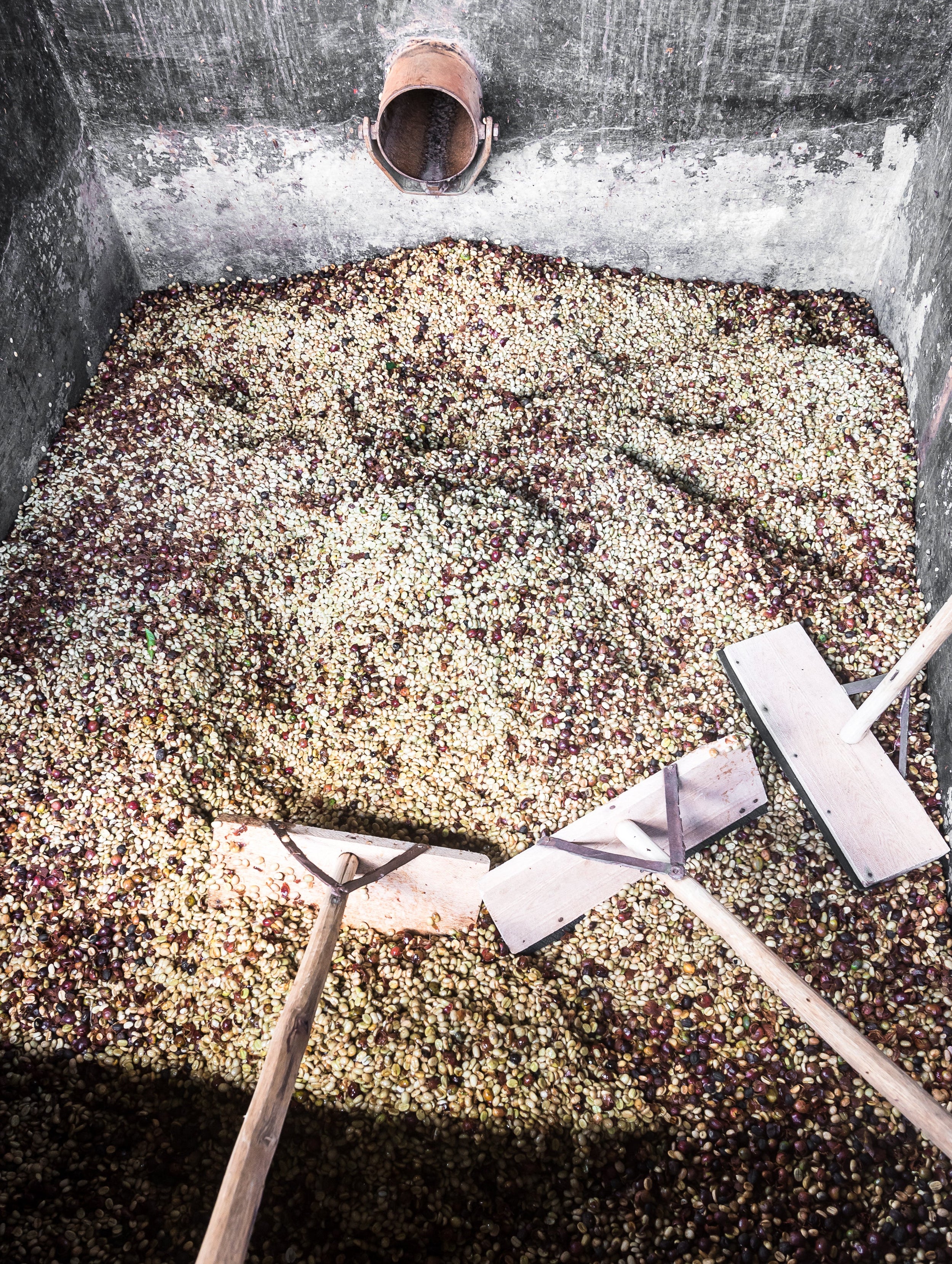 Karatina Kieni AA - Washed - Kenya (Filter Roast)