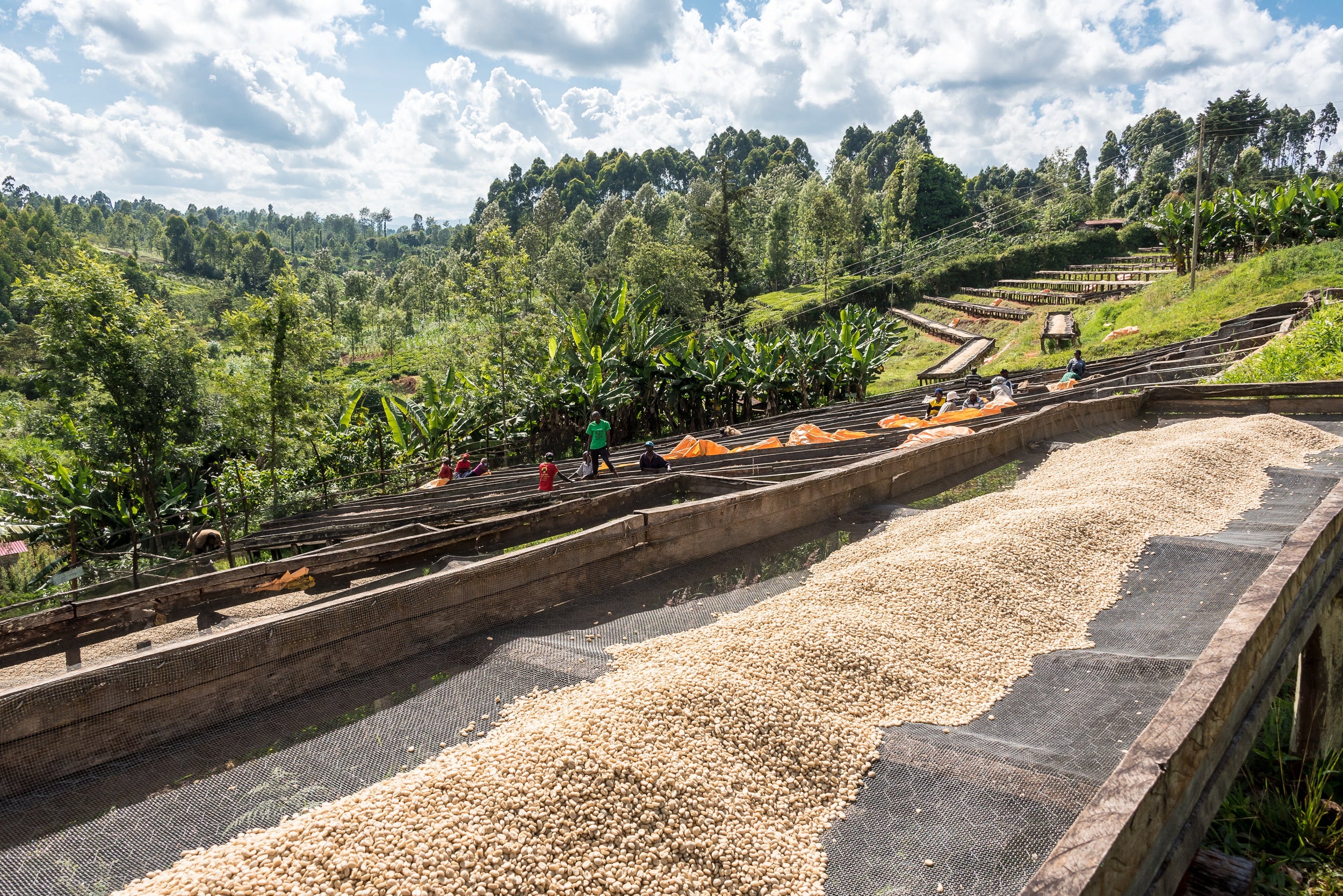 Karatina Kieni AA - Washed - Kenya (Filter Roast)