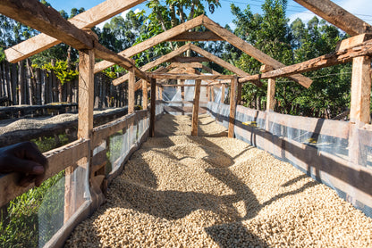 Karatina Kieni AA - Washed - Kenya (Filter Roast)