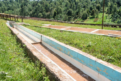 Karatina Kieni AA - Washed - Kenya (Filter Roast)