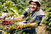 Seasonal Filter - Washed - (Filter Roast)