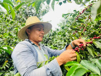 Seasonal Filter - Washed - (Filter Roast)