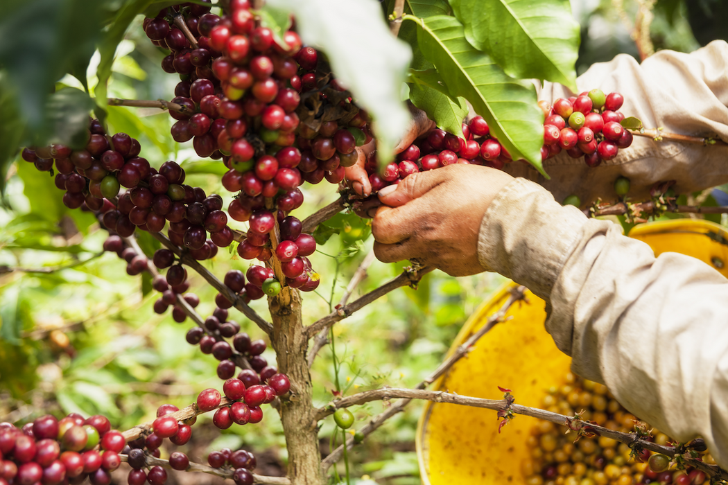 Decaf - Washed - Colombia (Filter Roast)