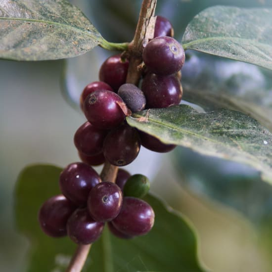 Finca San Francisco -Washed - Honduras (Filter Roast)