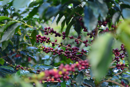PRE SALE (Roast and Dispatch on 20th July) Select Series 2026 - Jose - Sidra - Washed -  100g - Tin