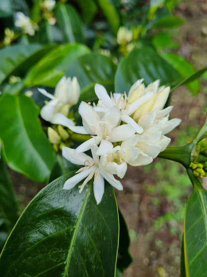 Las Mishas - Washed - Peru (Filter Roast)